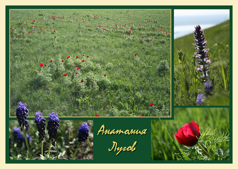 ((())) холмы природа весна цветы