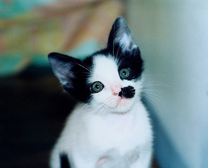 Взгляд котёнок кошка кот глаза cat