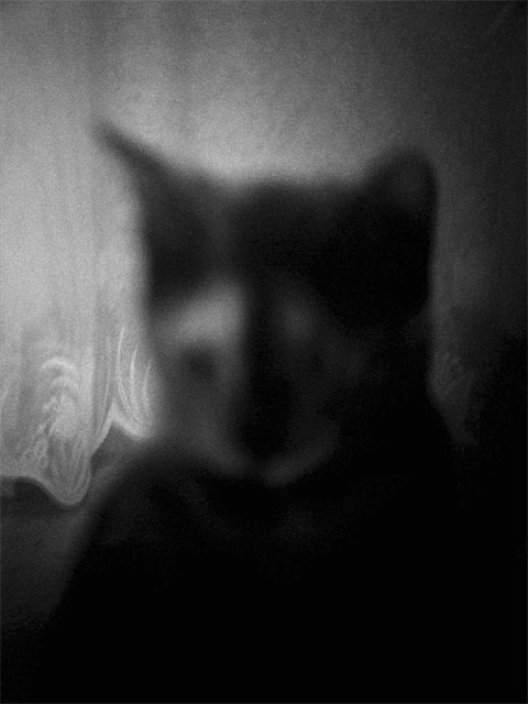 katt кошка katt