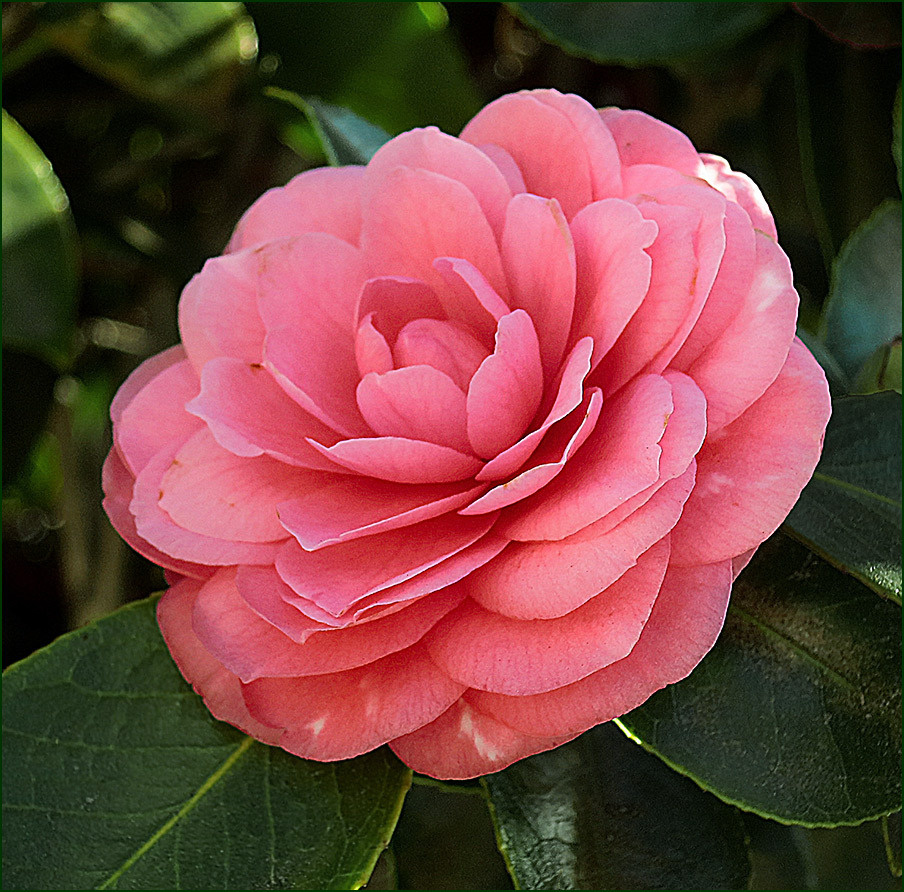 Камелия соседская, безымянная Camellia