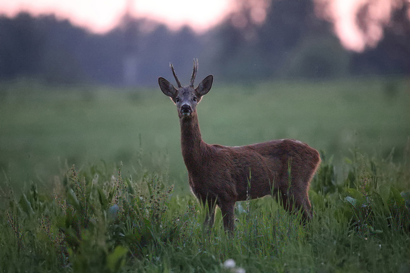 любопытство косуля row deer поле закат любопытство рога интерес