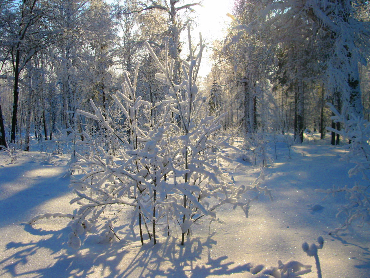 Зимняя сказка пейзаж, зима, лес
