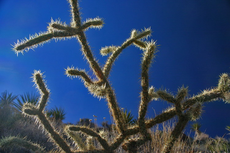 Кактус пустыни Мохаве (Mojave Desert, CA) Mojave Desert Cactus