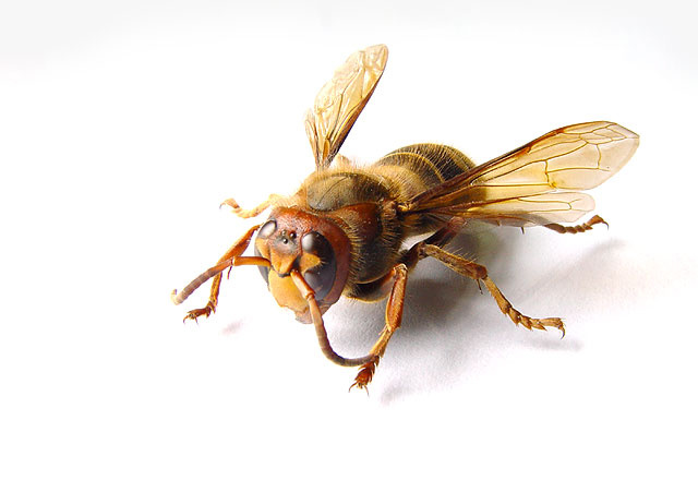 Bee object bee