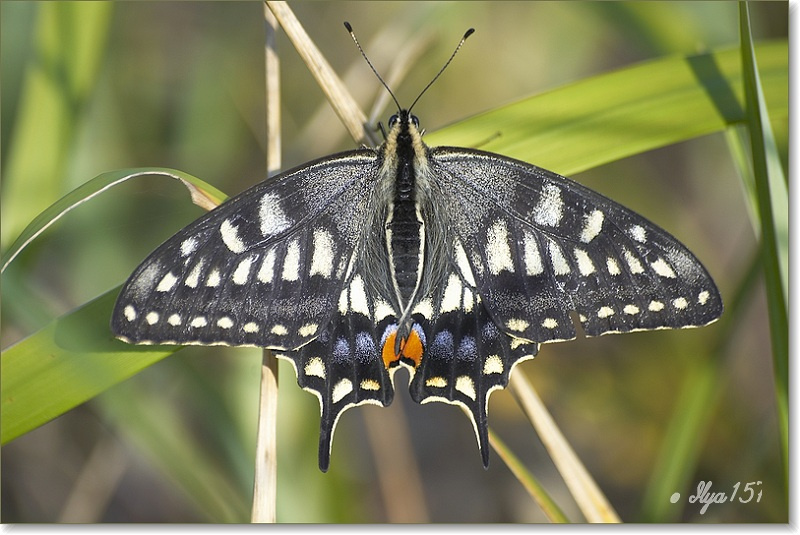 Butterfly Бабочка природа сахалин лето махаон
