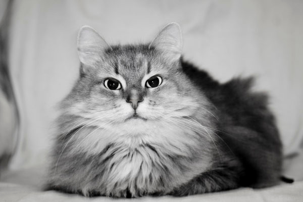 котярка котярка