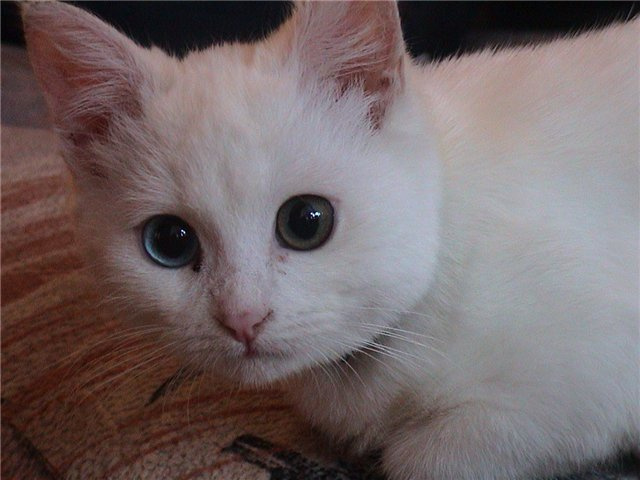 Светофор кошка, белая