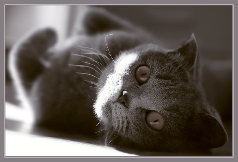 *** кошечка кошка скоттиш