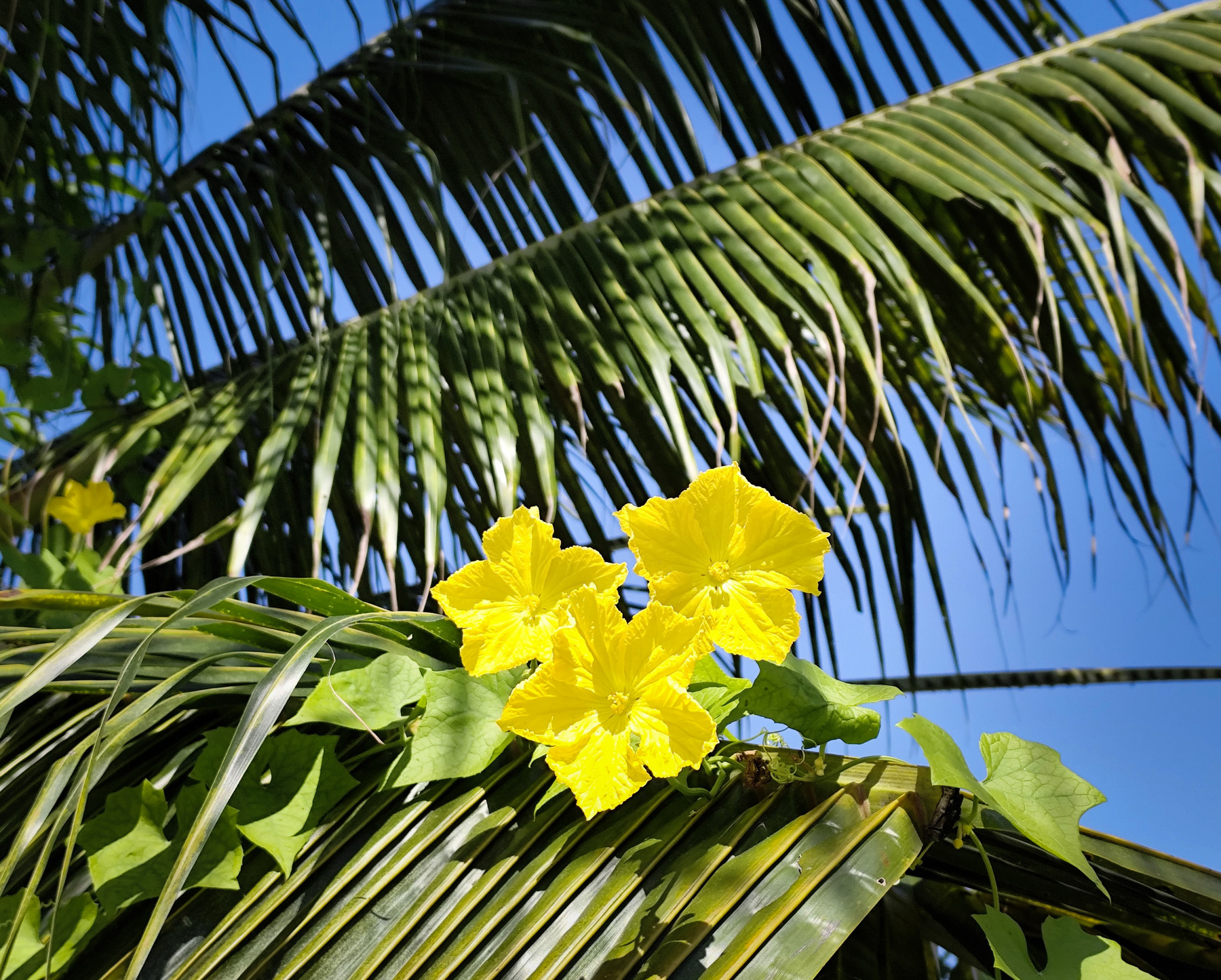 Тыква цветет …на пальме. путешествия сингапур