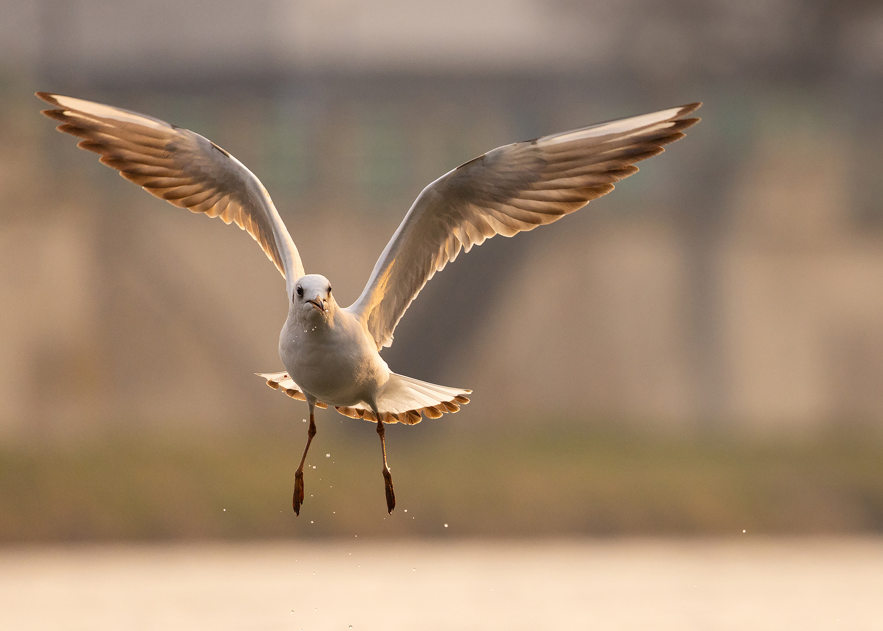 Gull 