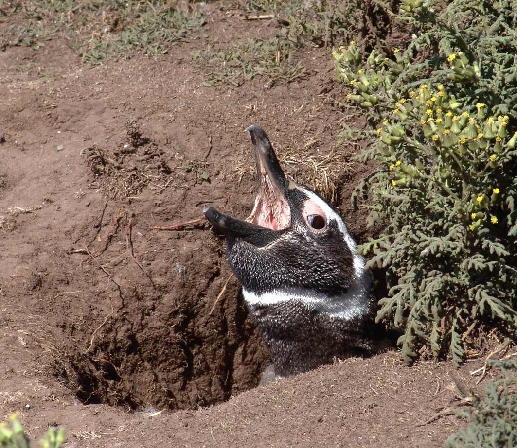 My burrow is my stronghold Falklands Magelanic