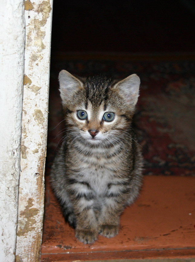Деревенский котик 