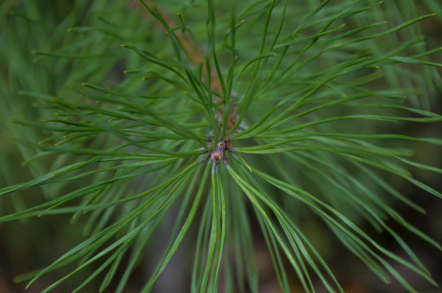 *** pine