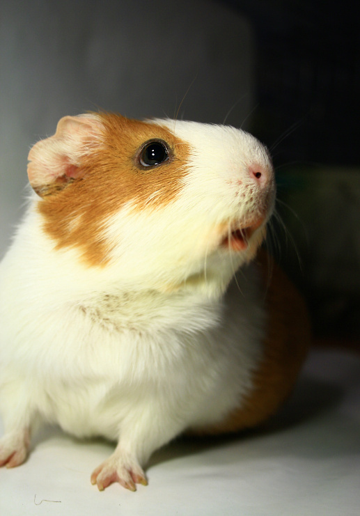 Где? свинка морская guinea pig