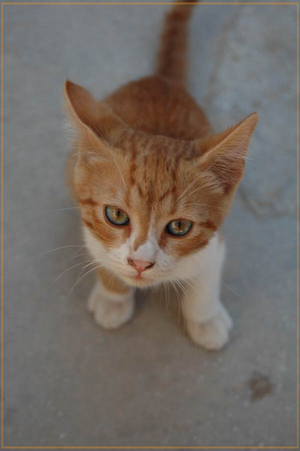 Рыжий котенок рыжий