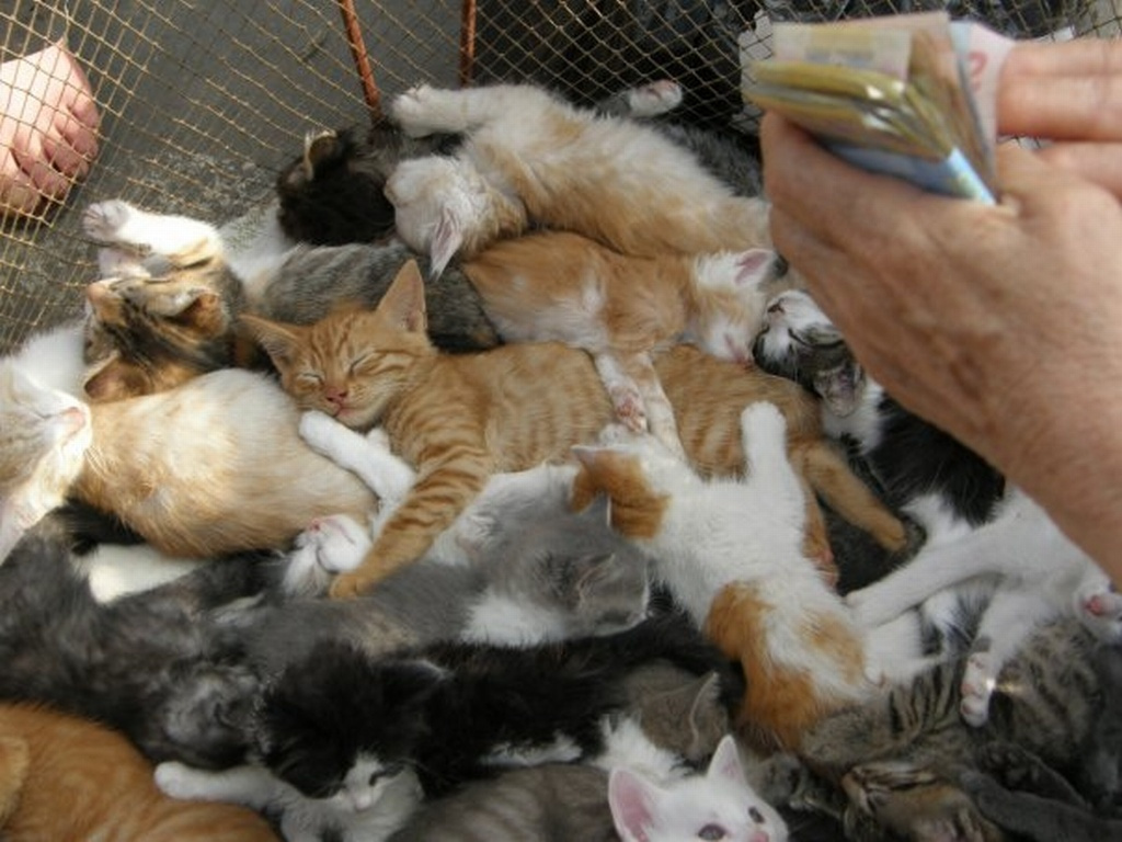 Рубь штучкО...три кучкО котята кот котик животные