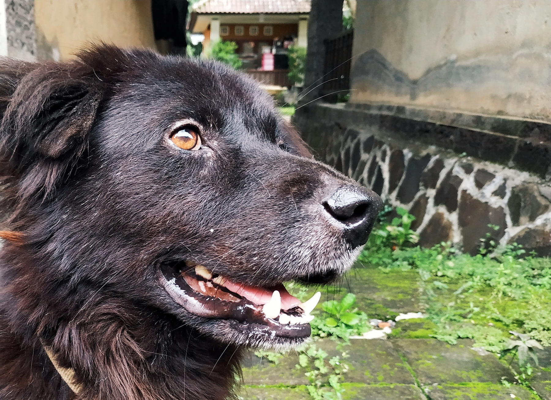 Дуч Собака dog Бали Bali Kintamani Кинтамани метис