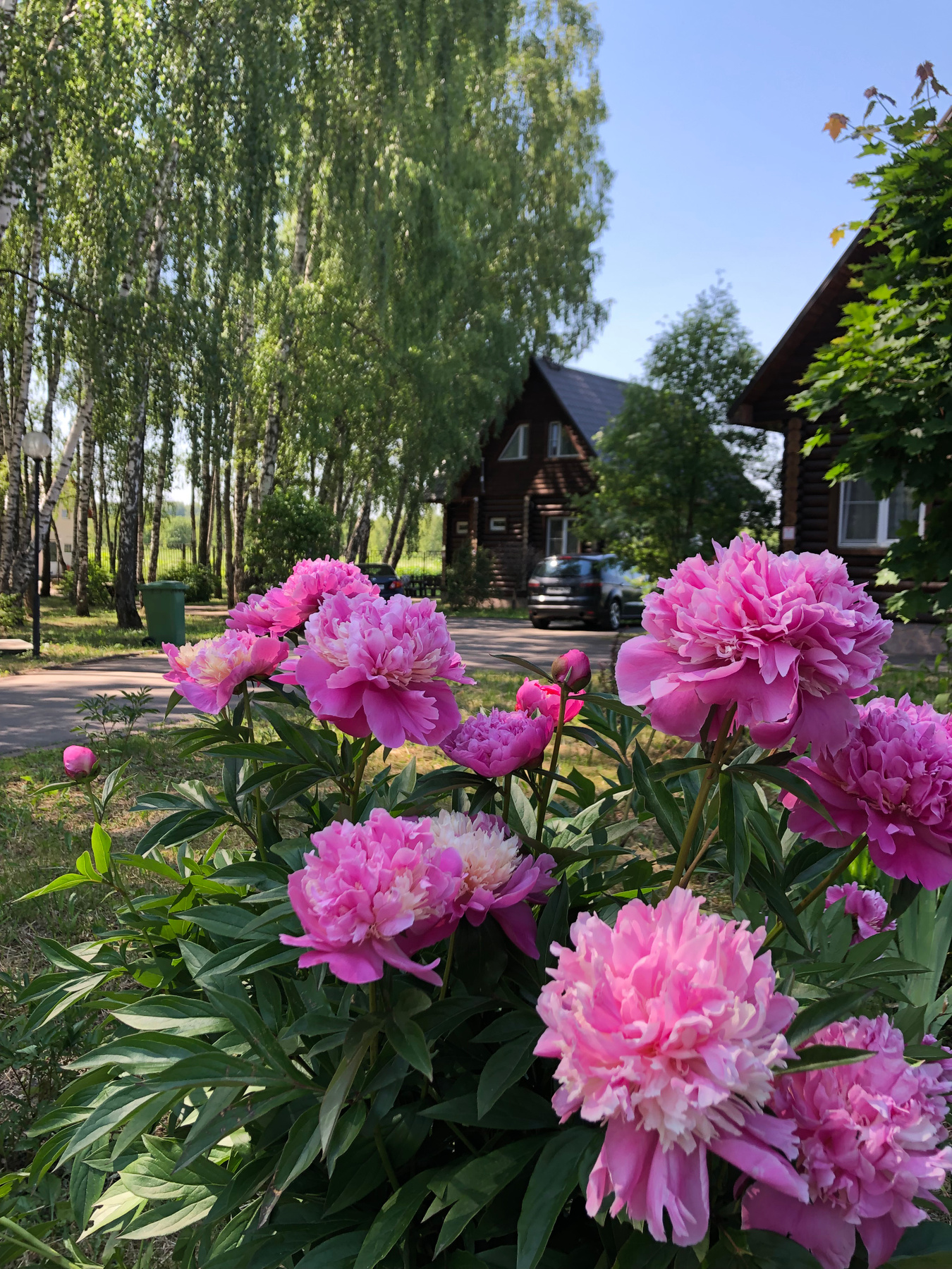 Лето*** Цветы пионы дача лето