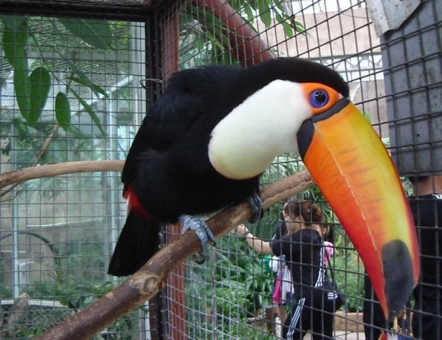 Тукан Большой тукан (Ramphastos toco)