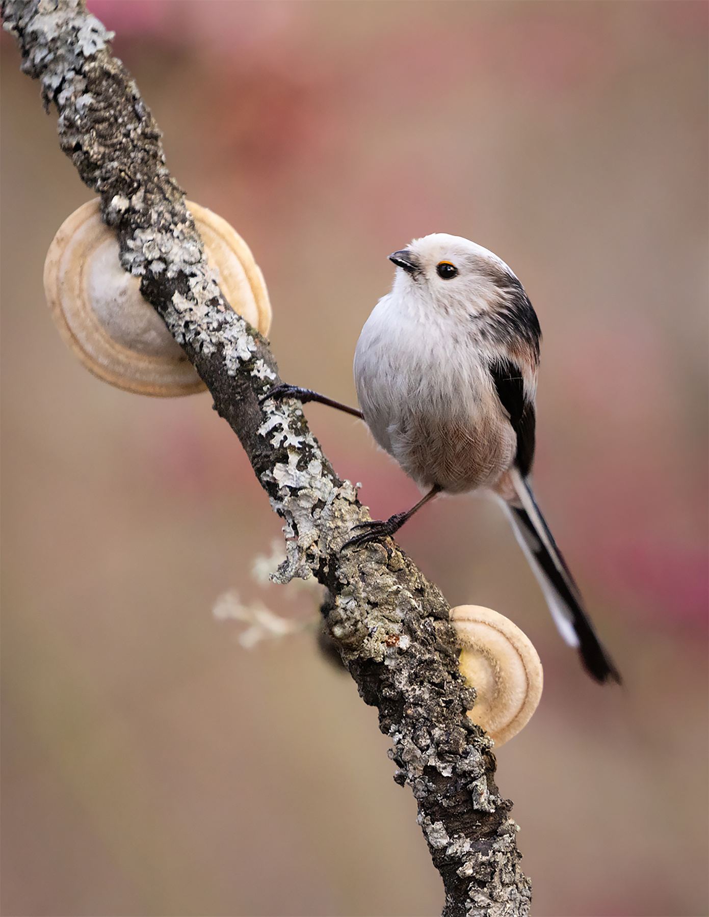 Long-tailed 