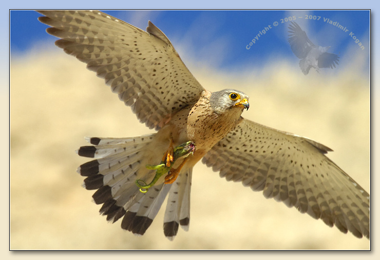 Falco tinnunculus Capture Пустельга
