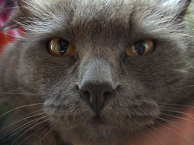кот кот