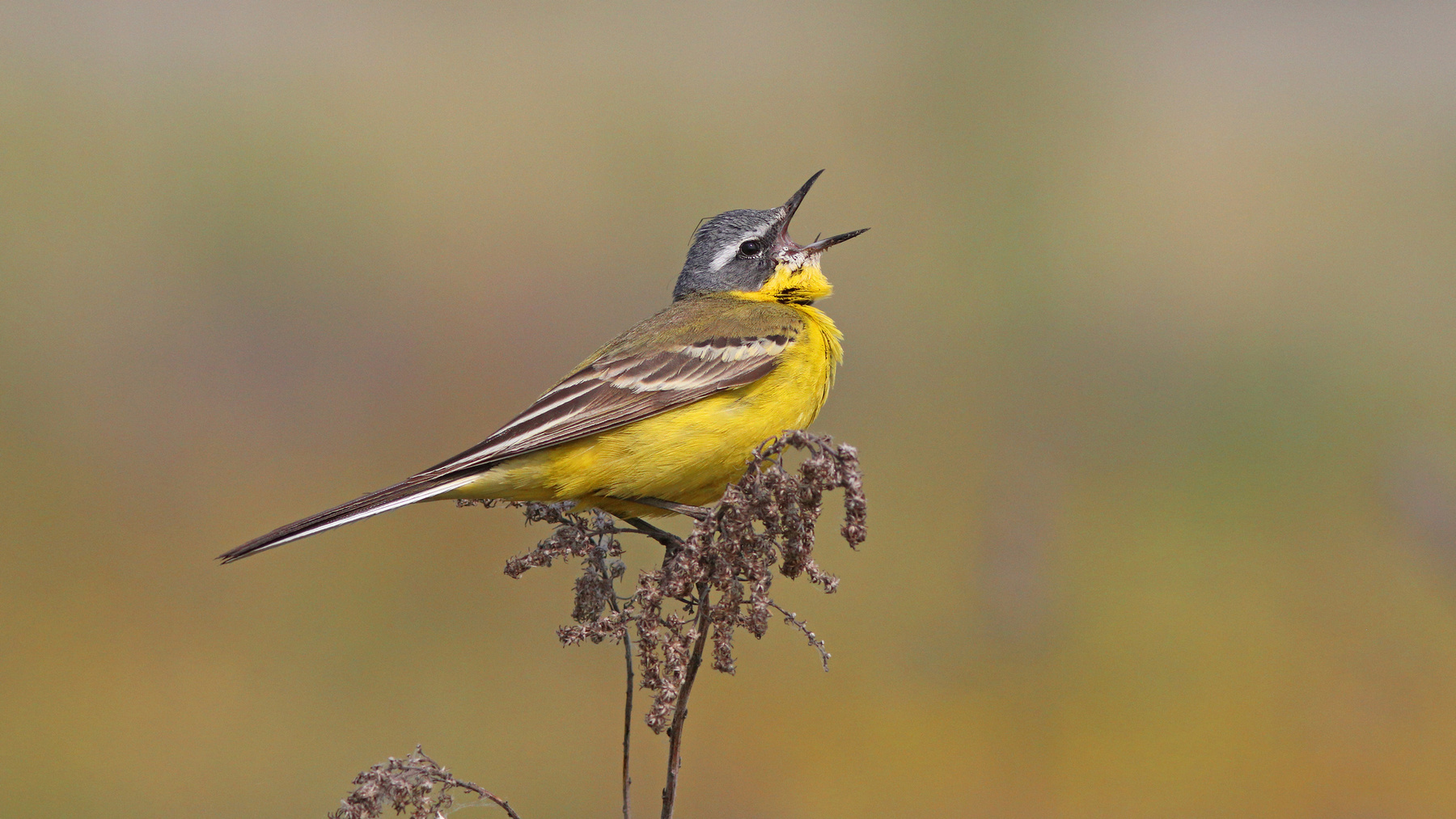 Жёлтая трясогузка Жёлтая трясогузка Motacilla flava Yellow wagtail