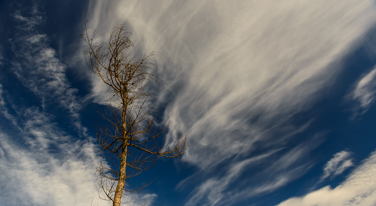 Skyscraper tree, sky, carpathian, mountains