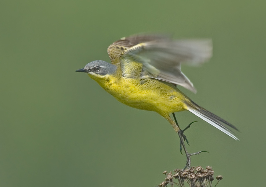 Отрыв Желтая трясогузка , Yellow Wagtail, Motacilla flava, отрыв