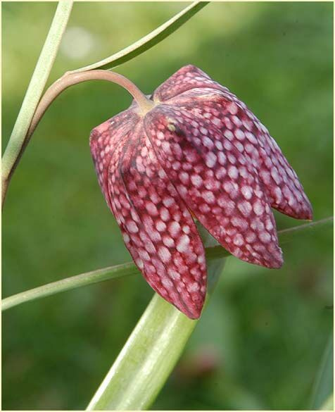 Fritillaria meleagris 