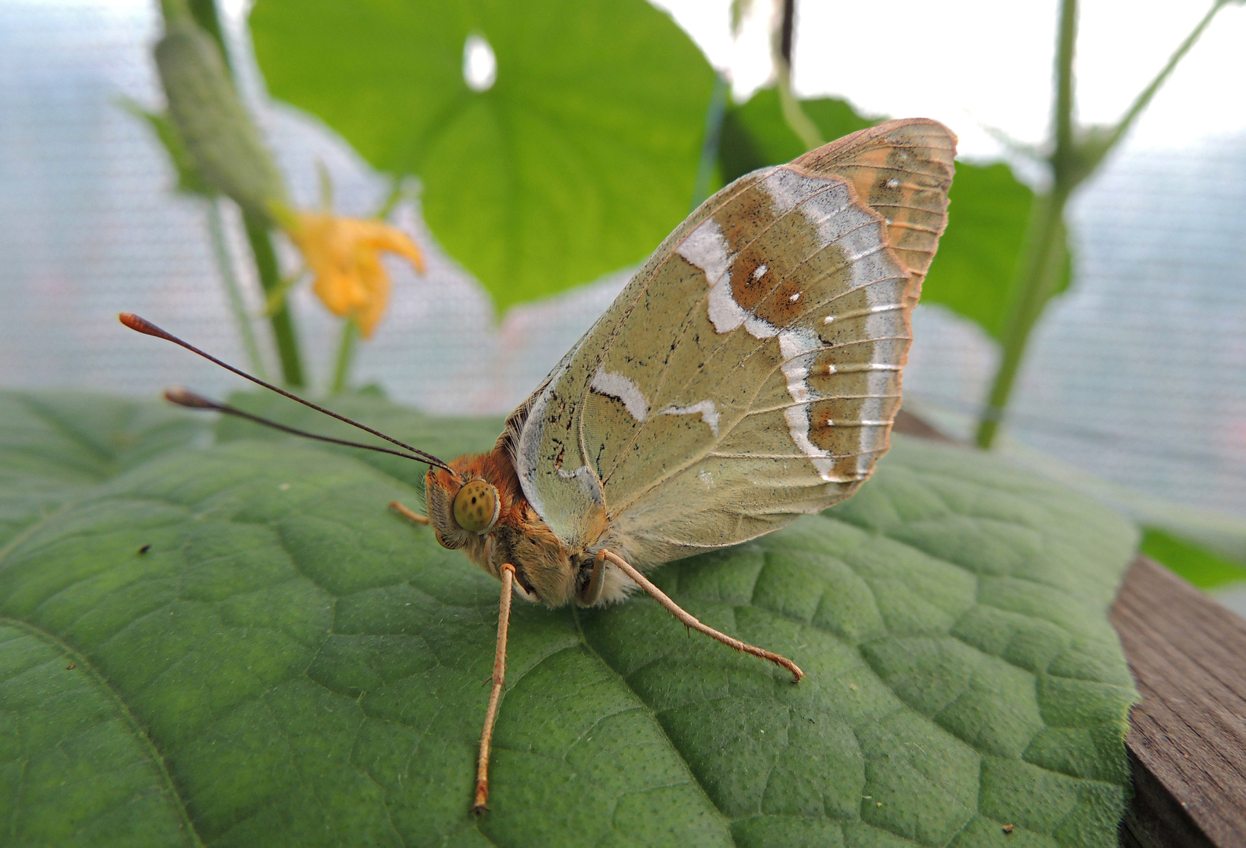 Бабочка кардинал (Argynnis pandora). 