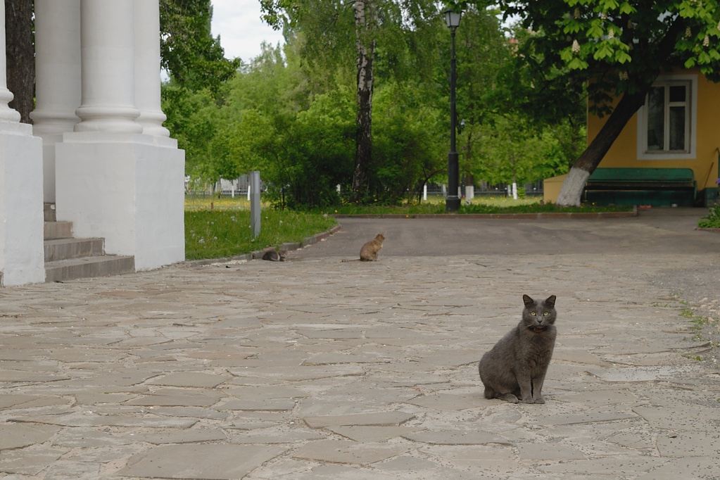 *** двор кошка