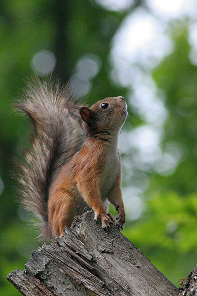 Sciurus vulgaris sciurus vulgaris белка