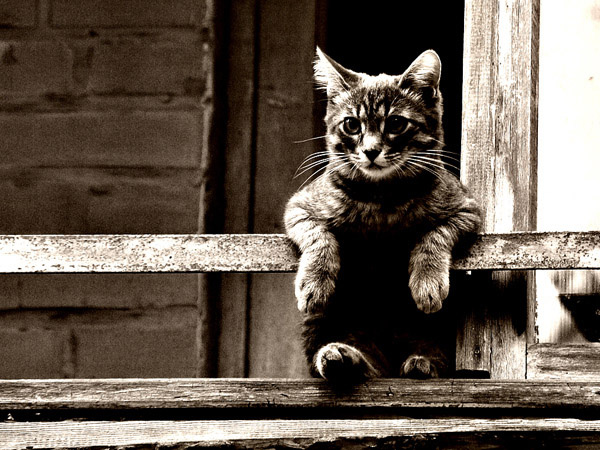 citycat cat кошка