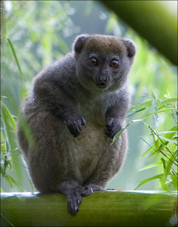 Ой, это кто там?!... Madagascar Мадагаскар
