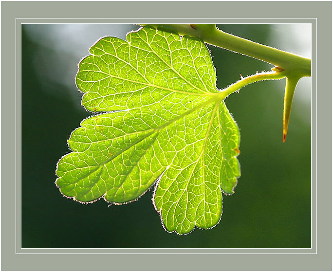 Leaf and thorn дерево вода река небо девушка горы листик