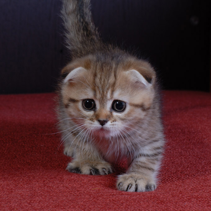 Мелкий хищник семейства кошачих. Котенок, игра