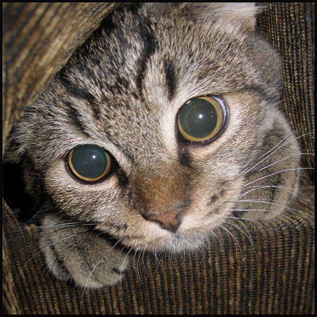 чем ни кот из Шрека-2 ? =) кот, Шрек