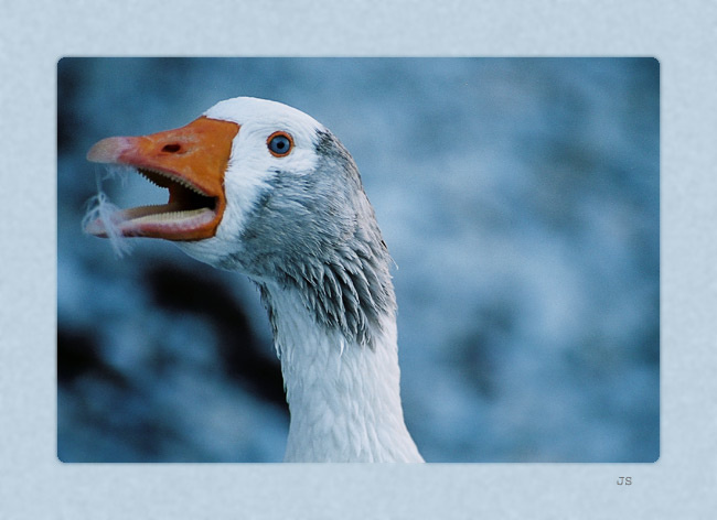 feel / as a goose 