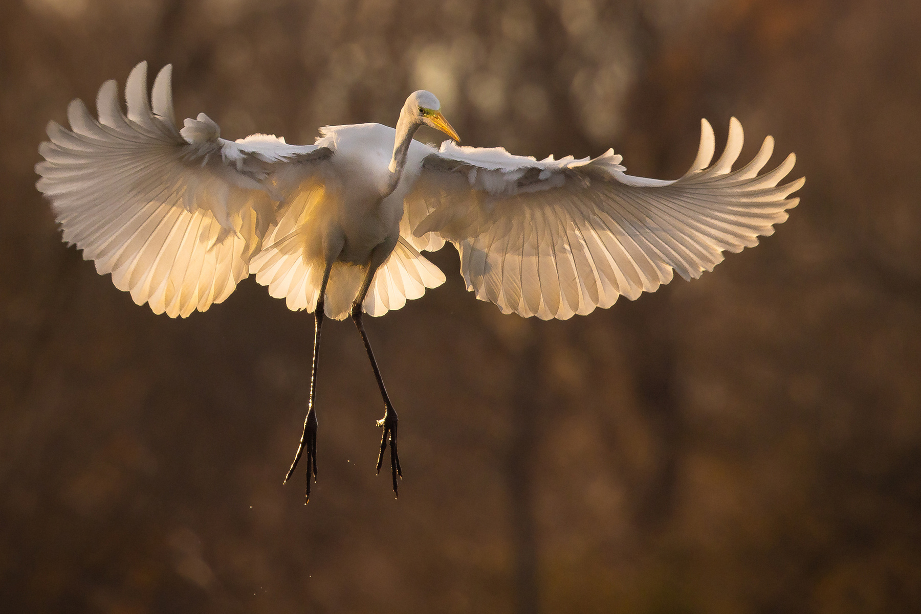 Heron 