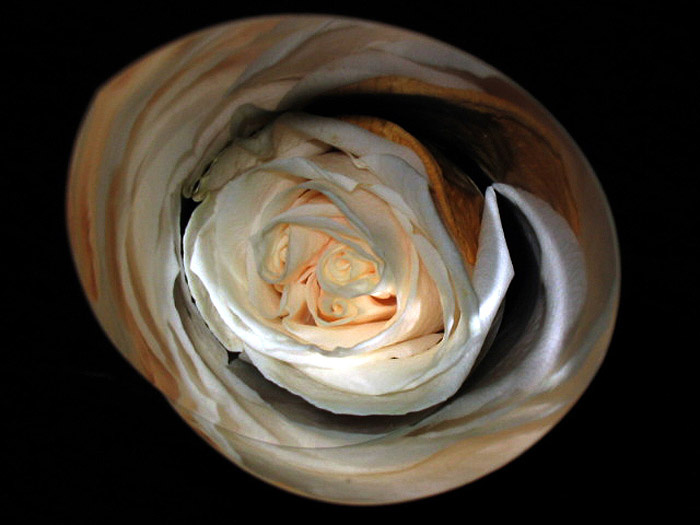 a pale pink rose роза, rose
