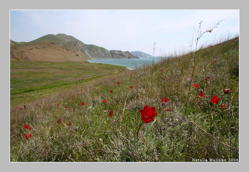 Pod vetrom Krymskim klonitsya... Crimea Kym Tulip