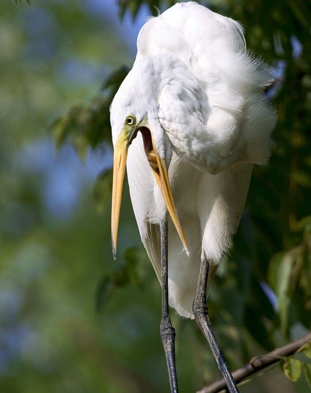 Зевает... зевает белая цапля great egret болота water garden