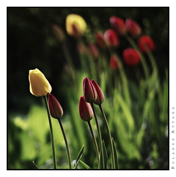 tulips tulips