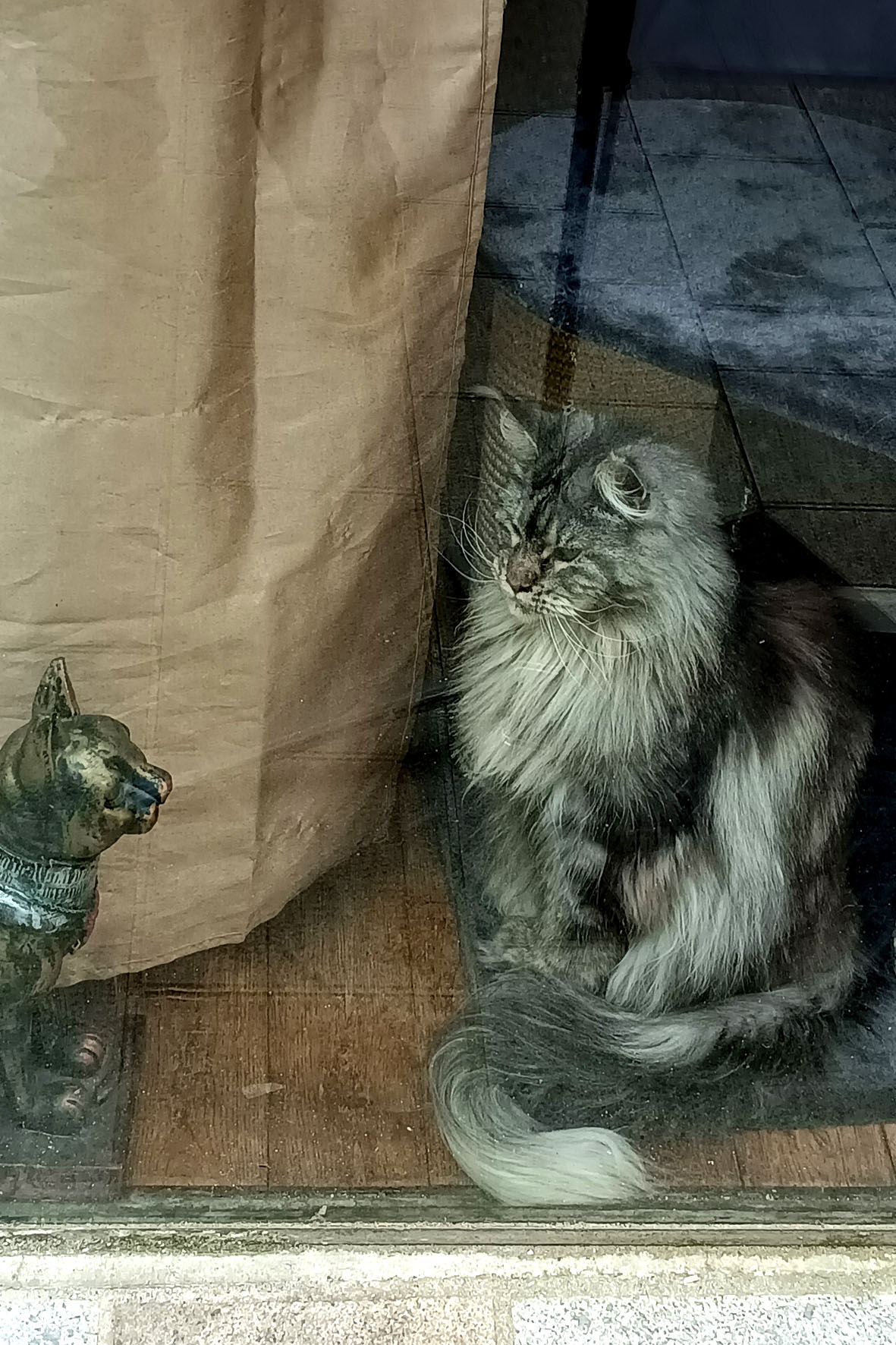 Кото-пуччино Ренн Бретань кафе кот кошка
