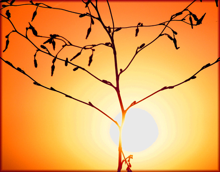Тени заката 2 (Sun-Tree)... солнце дерево