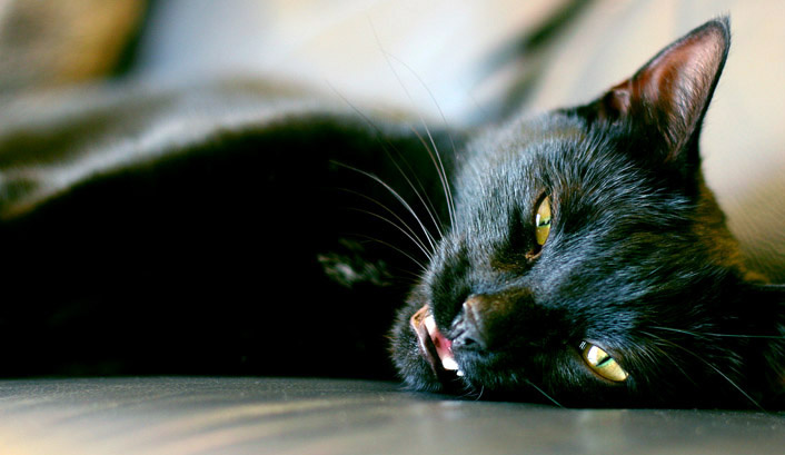 bagira cat