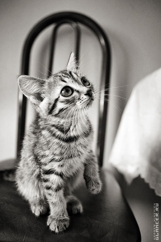 маленький котенок