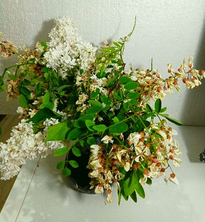 БУКЕТ, БЕЛАЯ  АКАЦИЯ И БЕЛАЯ  СИРЕНЬ. 