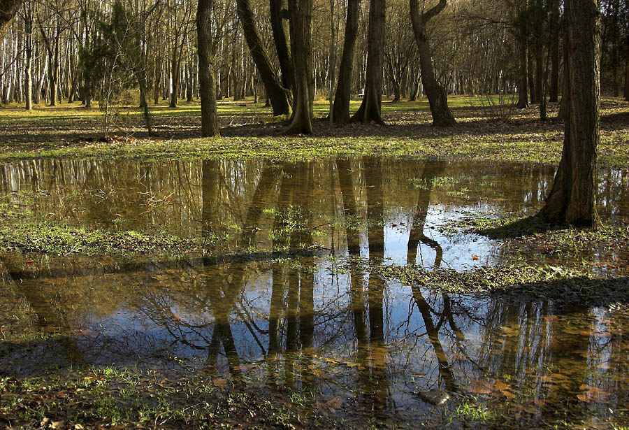 В отражение я увижу все.... отражение,деревья,reflection